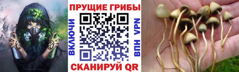Купить  Красный Сулин  Галлюциногенные грибы прущие грибы 